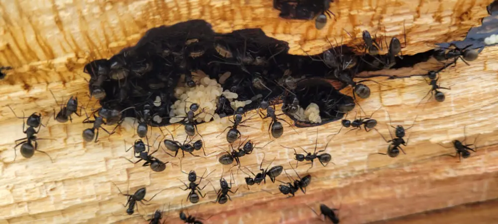How to Get Rid of Small Black Ants