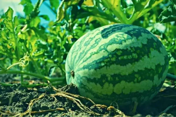 From Seed to Harvest: Understanding the Watermelon Growing Stages