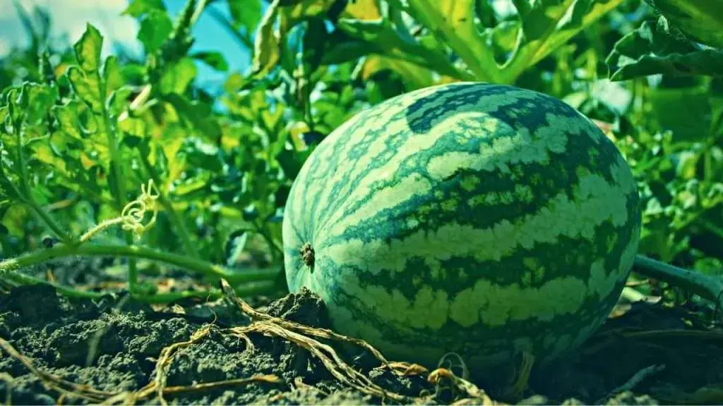 From Seed to Harvest: Understanding the Watermelon Growing Stages