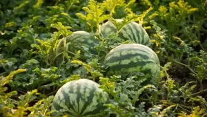 From Seed to Harvest: Understanding the Watermelon Growing Stages