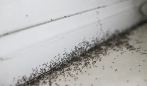How to Get Rid of Small Black Ants