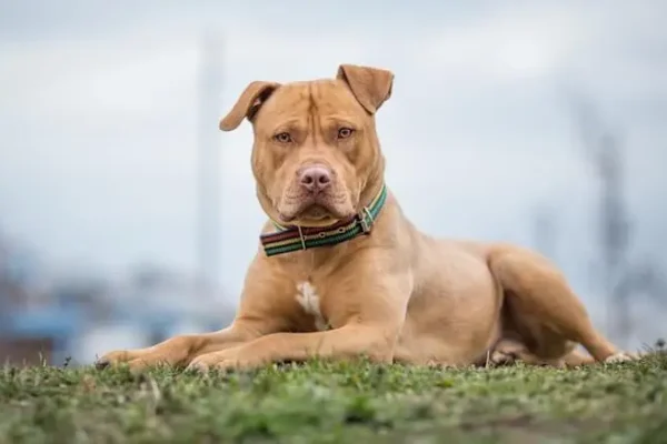 Pom Pitbull Mix: A Complete Guide