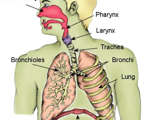 Getting the Wind Knocked Out What It Really Means, Why It Happens, and What to Do Next1
