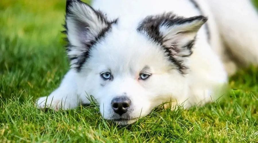 The Pomeranian–Pitbull Mix: A Complete Guide to This Rare and Fascinating Hybrid