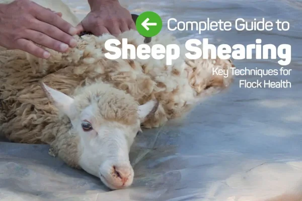 Sheep Shear 2025 Comprehensive Guide, Techniques, and Tools
