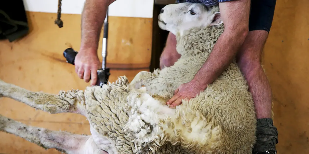 Sheep Shear 20251 Comprehensive Guide, Techniques, and Tools