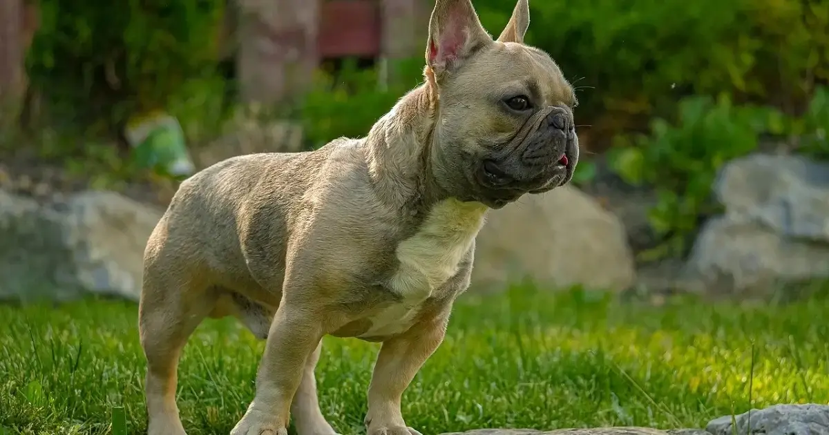 Are French Bulldogs Really “the Worst”?