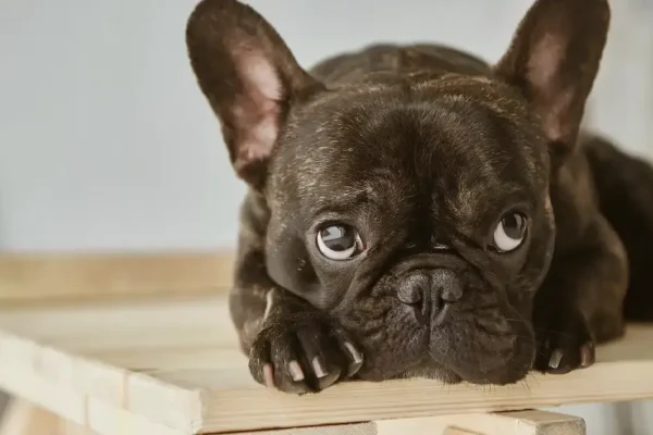 Are French Bulldogs Really “the Worst”?