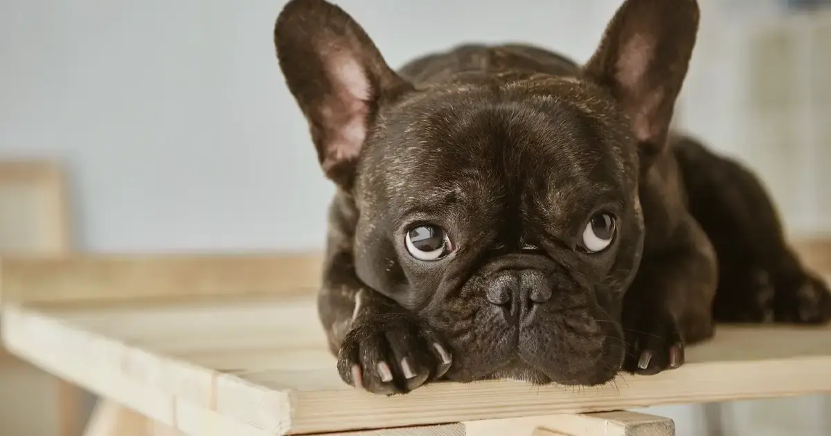 Are French Bulldogs Really “the Worst”?